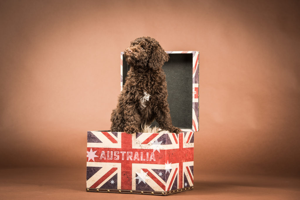 Unser Australian Labradoodle Mimzy als Baby