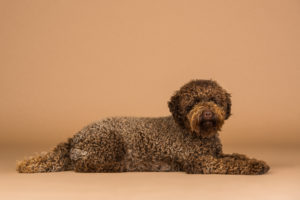 Mimzy Australian Labradoodle girl, curly, lying