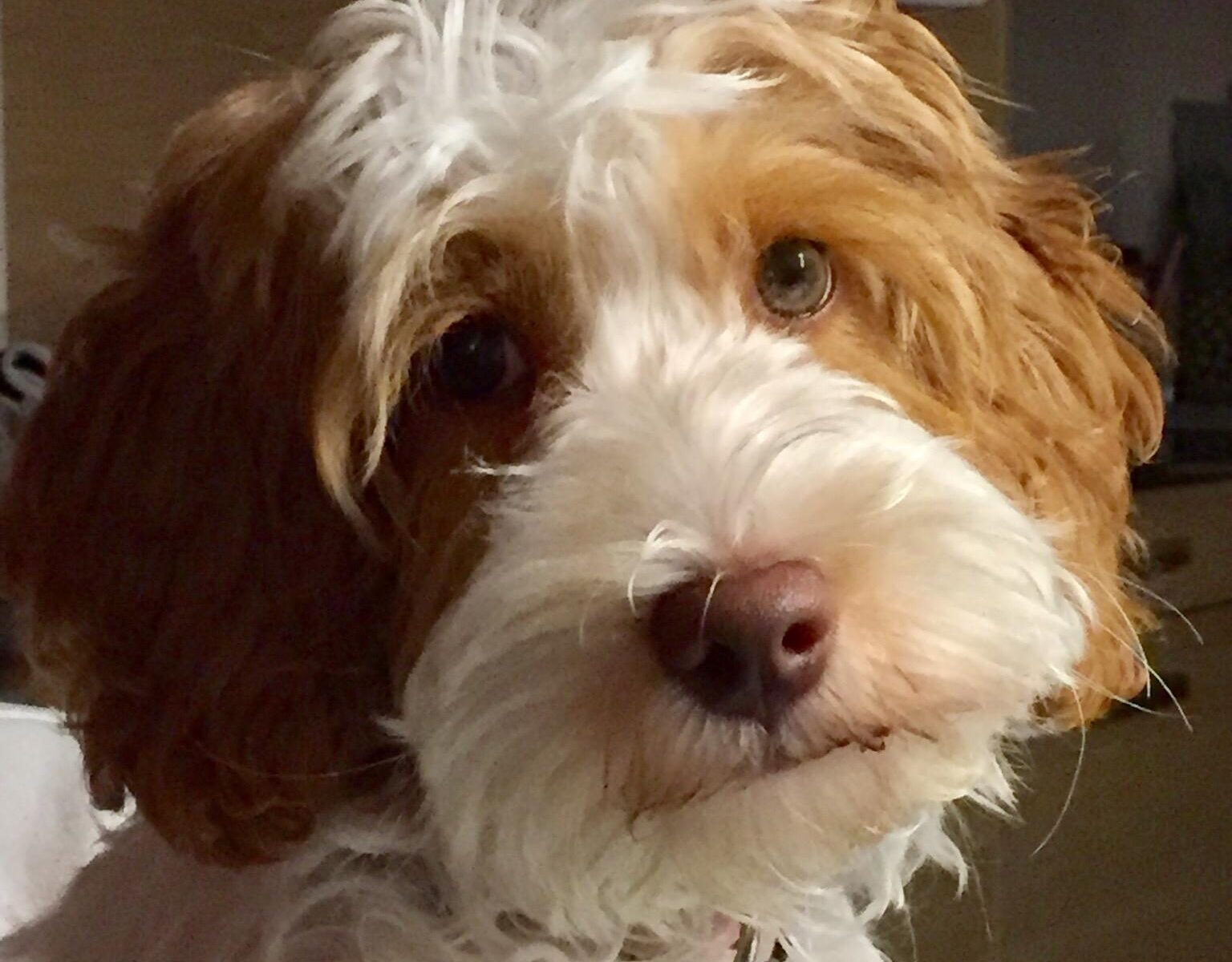 Mayla australian Labradoodle parti caramel