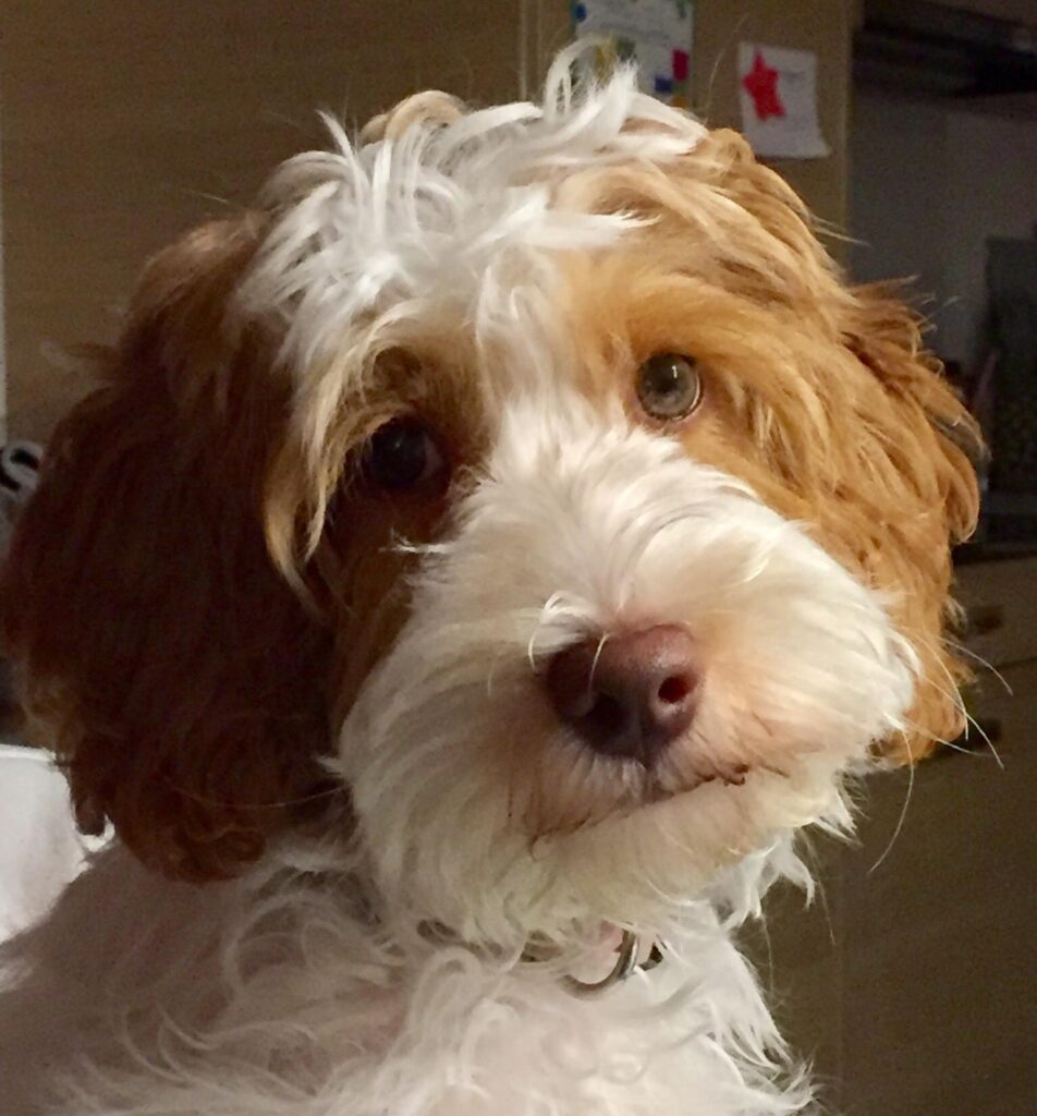 Mayla australian Labradoodle parti caramel